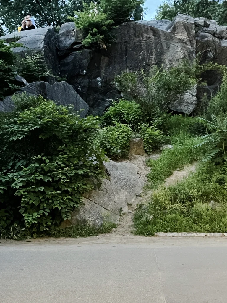 New York: Tvättbjörnar i Central Park