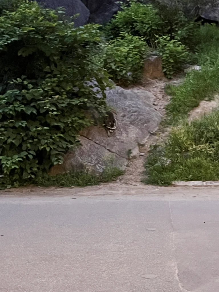 New York: Tvättbjörnar i Central Park