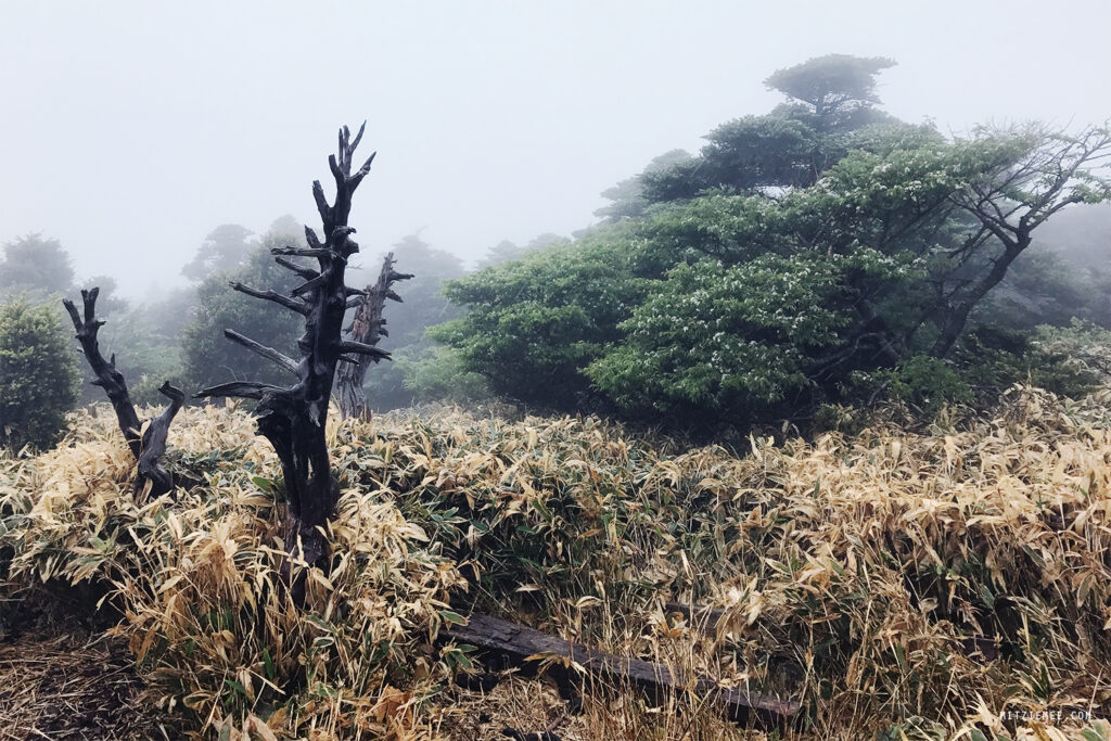 Sydkorea: Hallasan för nybörjare